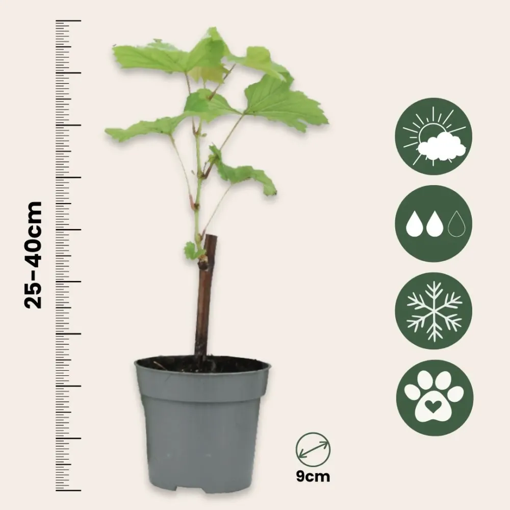 La Vid - 6 Pzs - Vitis Vinifera - Altura 25-40cm - ⌀9cm con Instrucciones de Cultivo