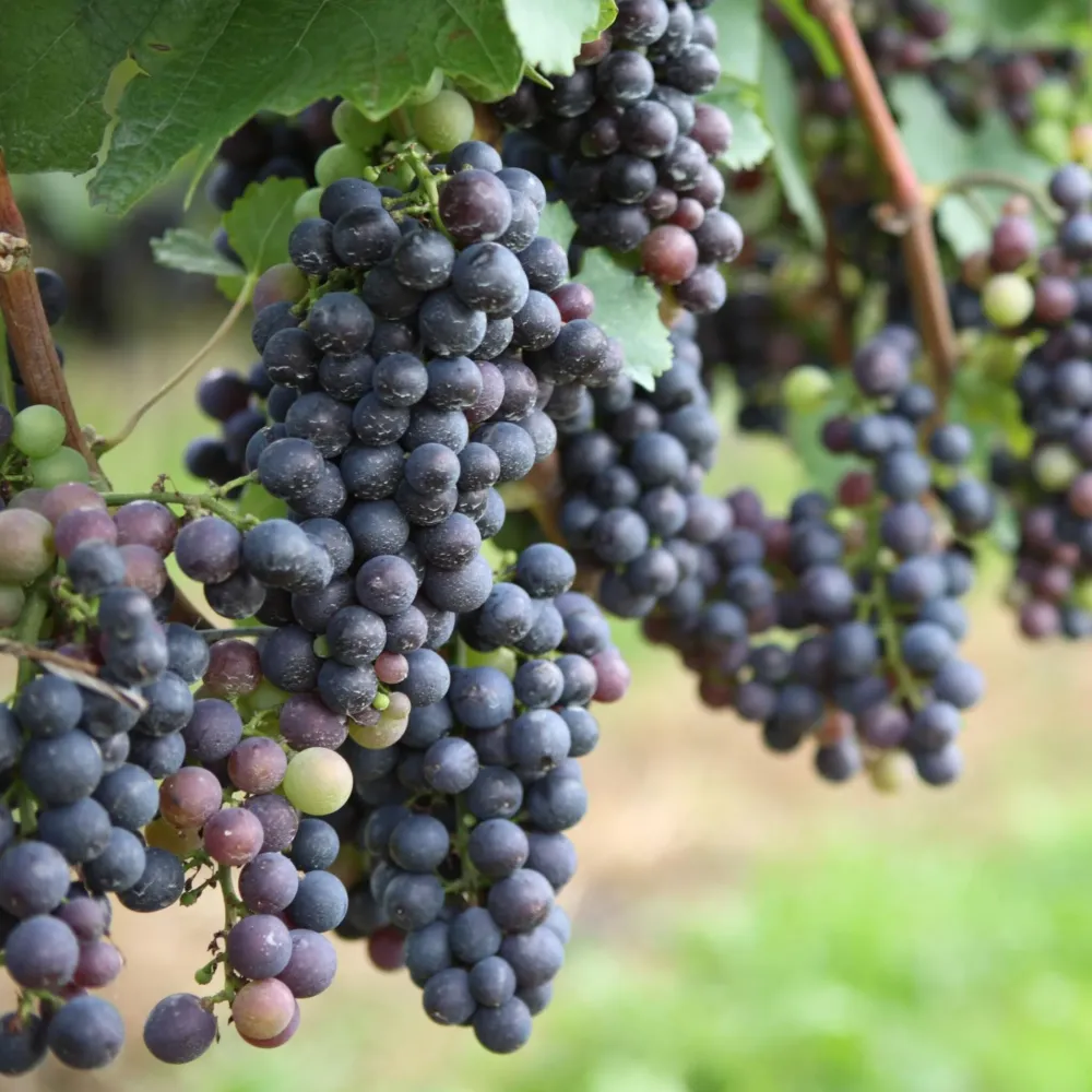 La Vid - 6 Pzs - Vitis Vinifera - Altura 25-40cm - ⌀9cm con Instrucciones de Cultivo