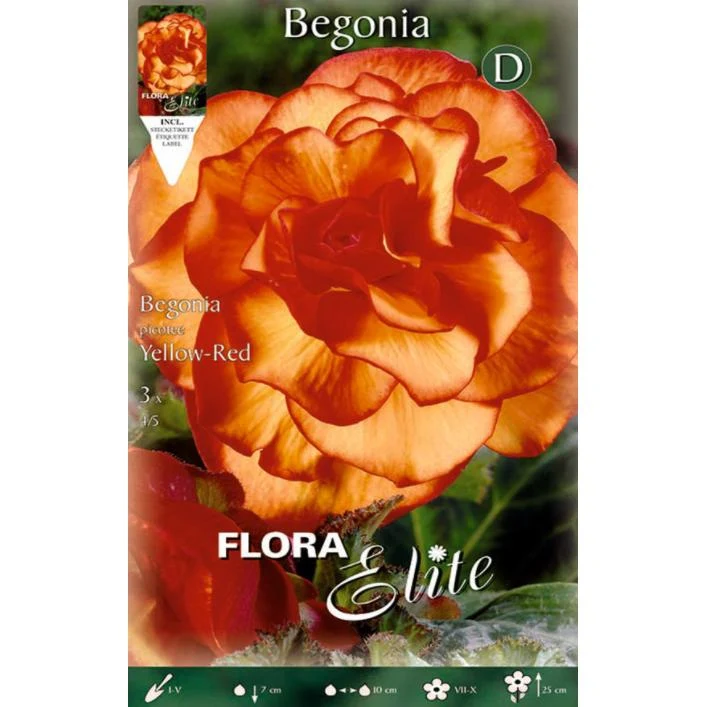 Bulbo Begonia Doble Picotte 3 uds en Sobre de 50 Semillas