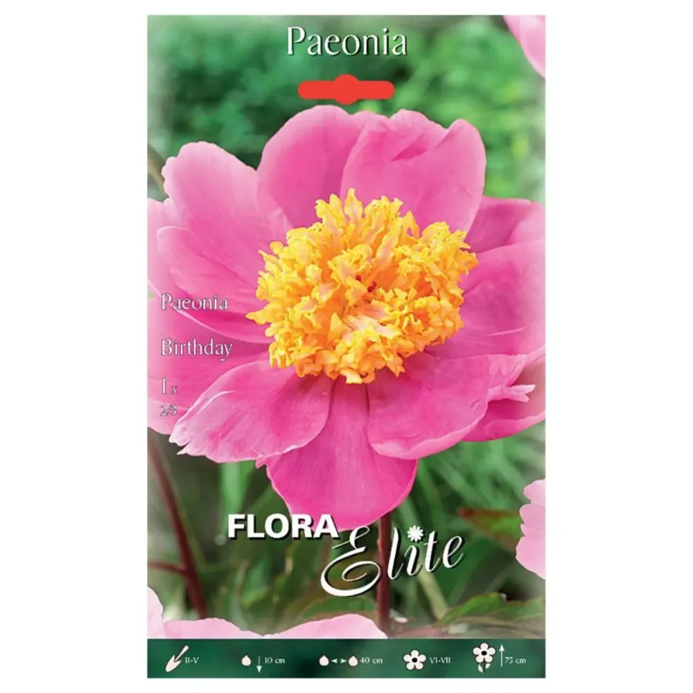 Bulbo Peonia rosa birthday 1 ud con Alto Rendimiento