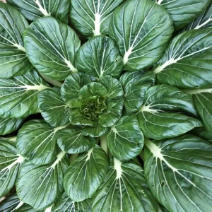 Bulbos de Floración Tat Soi Verde