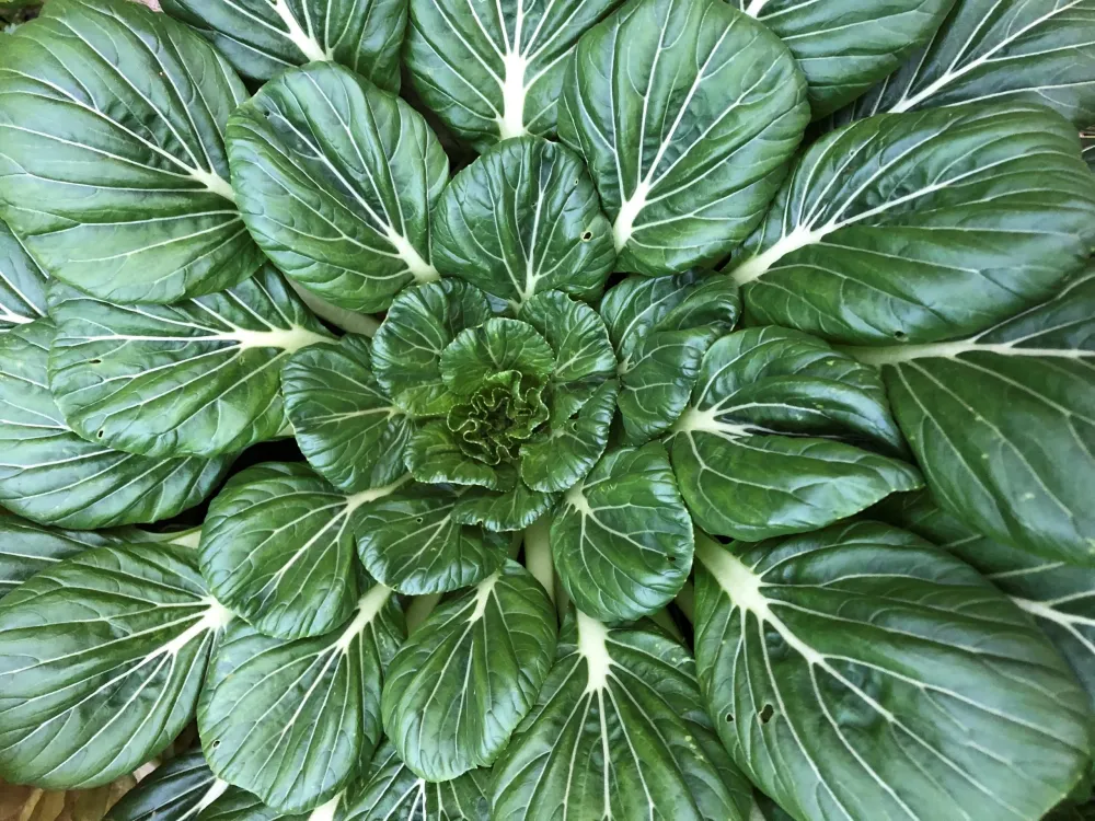 Bulbos de Floración Tat Soi Verde