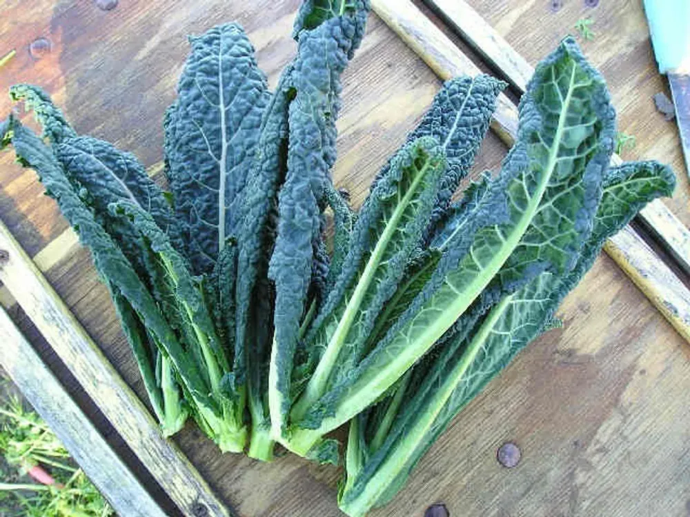 Kale Toscana de Crecimiento Rápido