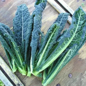 Kale Toscana de Crecimiento Rápido