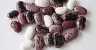 Porotos Pallares para Zona de Sombra