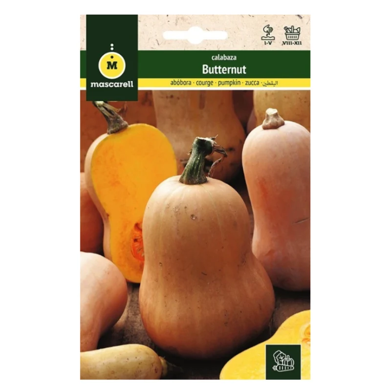 Premium Certificado Semillas Calabaza Violin (butternut)