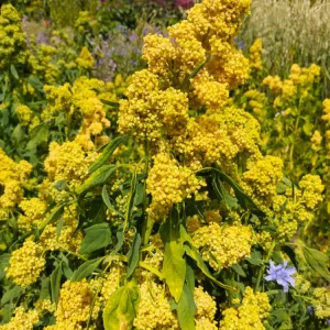 Quinoa | No Transgénicas |