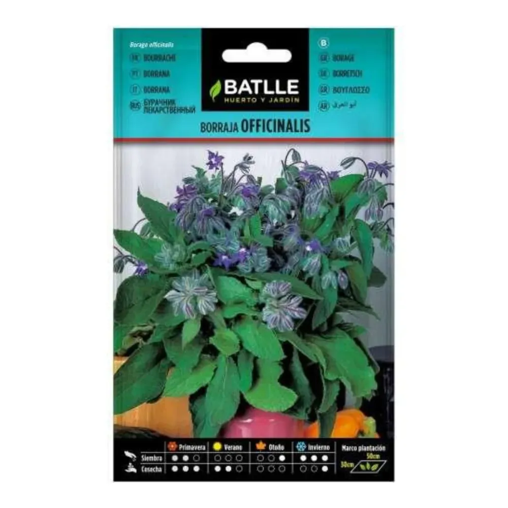 Semillas de Borraja officinalis Batlle con Alto Rendimiento