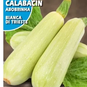 Semillas Calabacín Blanco Di Trieste 25g para Zona de Sombra