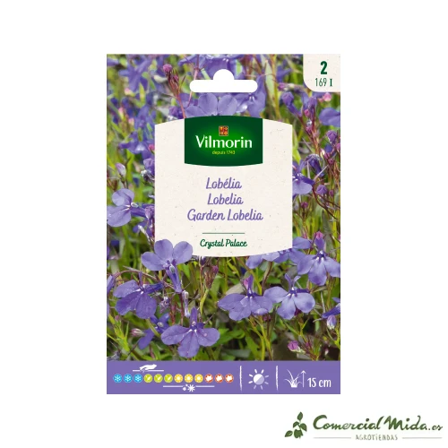 Variedad Autóctona de VILMORIN Semillas Lobelia Crystal Palace