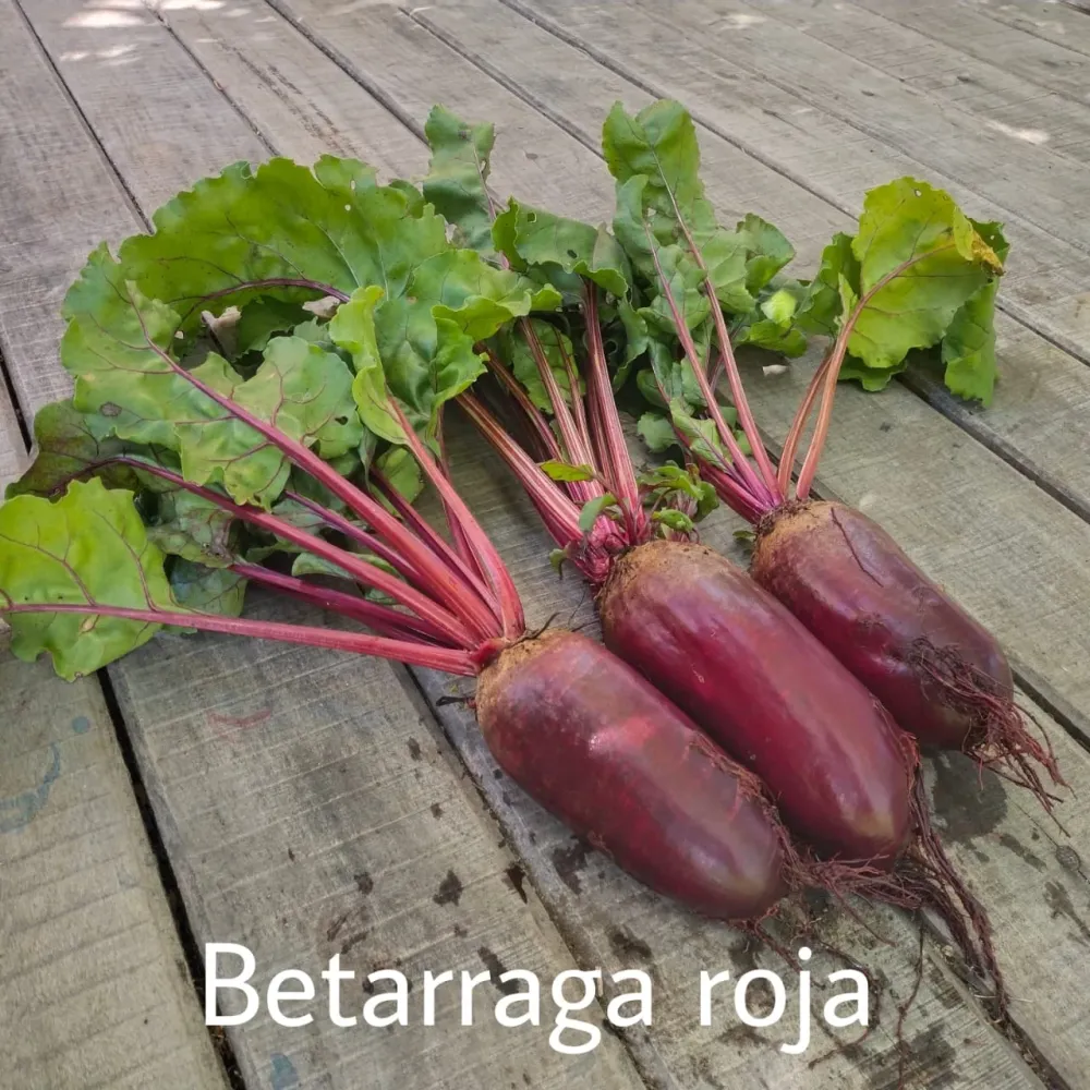 Variedad de Jardín Betarraga Roja Larga