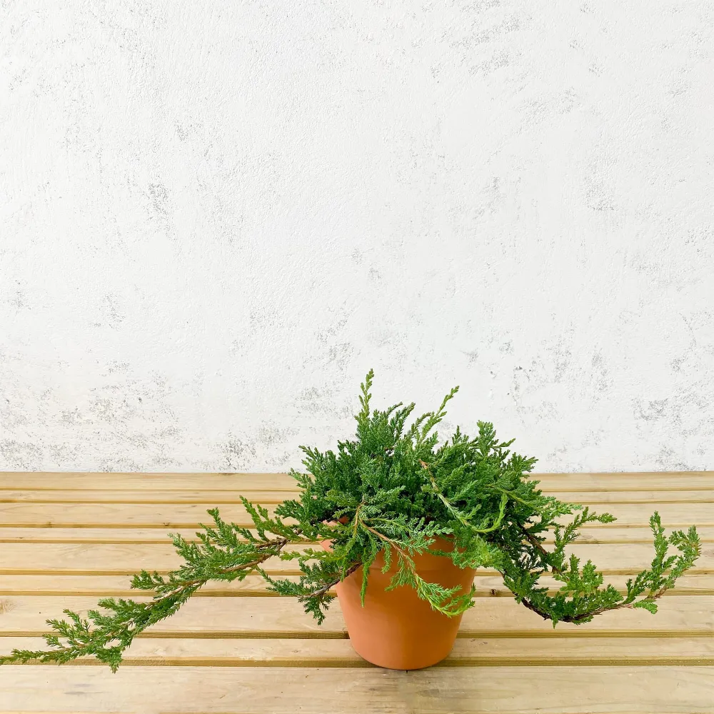 Enebro rastrero - Juniperus horizontalis 'Prince Wales' Compatible con Mangos Estándar