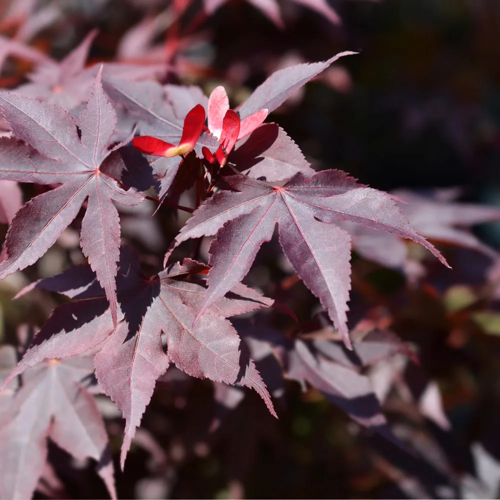 Acer palmatum 'Bloodgood' para Zona de Sombra