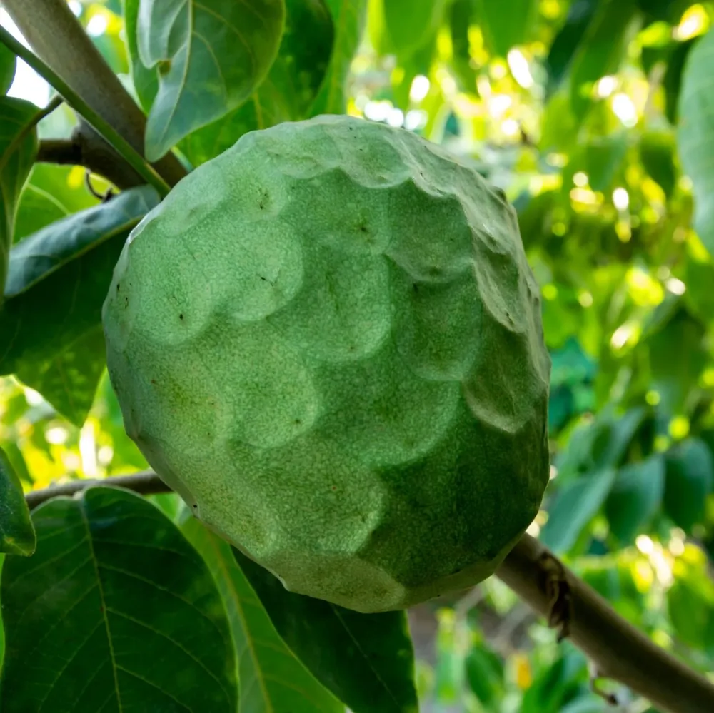 Chirimoyo Árbol - Frutal Tropical - Maceta Tubo - Altura Total Aprox. 120/140cm. para Sembrar en Maceta