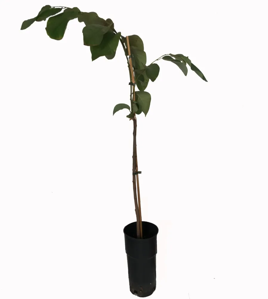 Chirimoyo Árbol - Frutal Tropical - Maceta Tubo - Altura Total Aprox. 120/140cm.