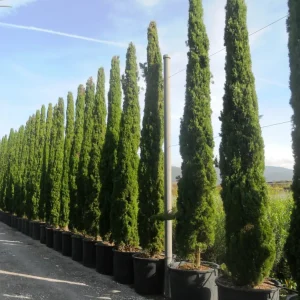 Ciprés Mediterráneo- Cupressus sempervirens 'Totem' | No Transgénicas |