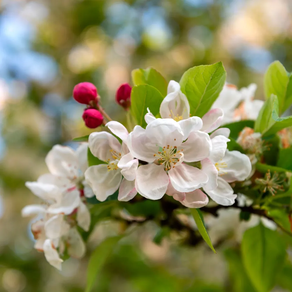 Kit de Germinación Malus sylvestris PERPETU® 'Evereste'