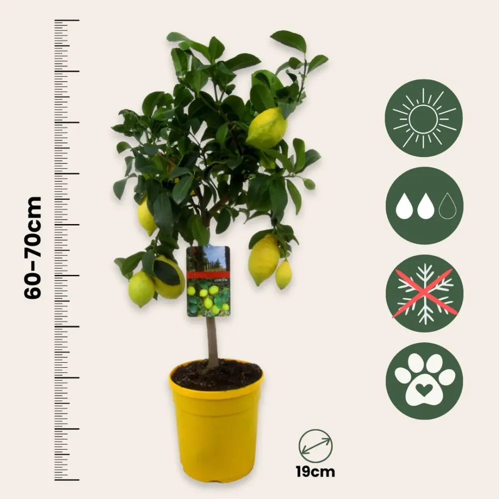 Kit de Germinación Árbol De Limón - Citrus Limon - Altura 60-70cm - ⌀19cm