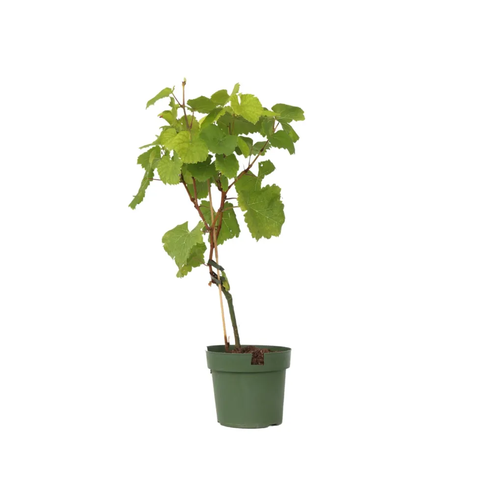Planta De Uva - Vitis Vinifera ‘vanessa’ - Altura 60-75cm - ⌀21cm de Crecimiento Rápido