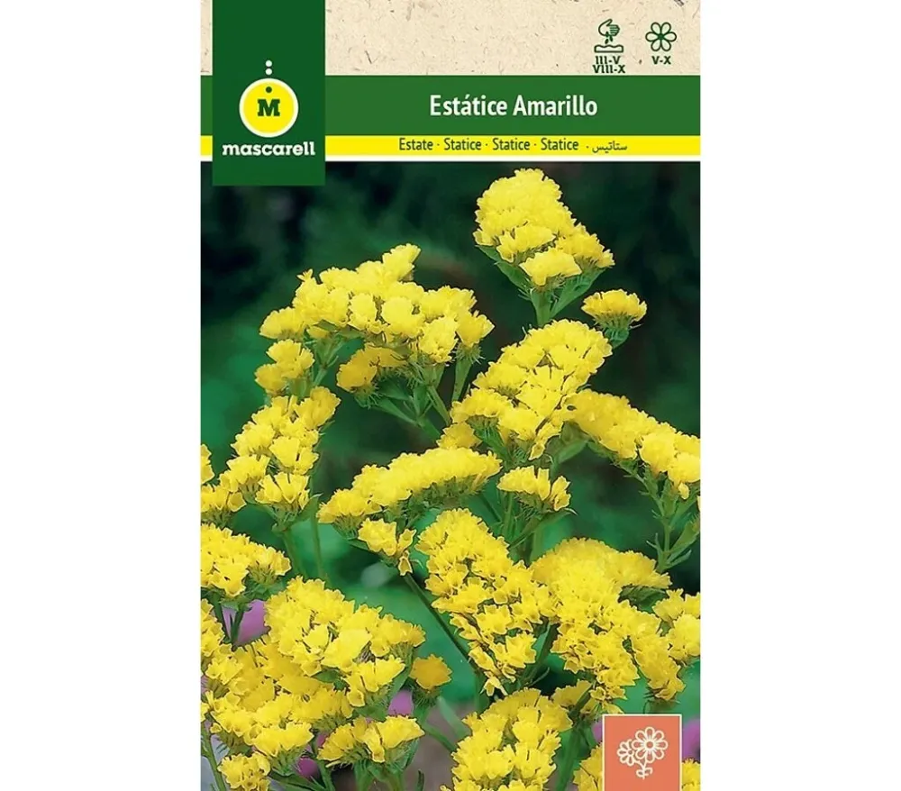 Semillas Estatice Sinuata Amarillo con Instrucciones de Cultivo