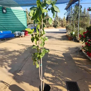 Semillas de Hortaliza Trio De Plantas De Pistachos