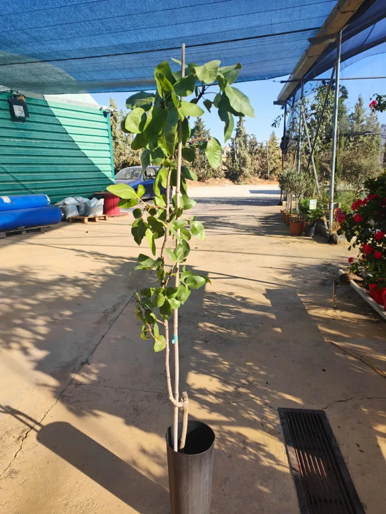 Semillas de Hortaliza Trio De Plantas De Pistachos