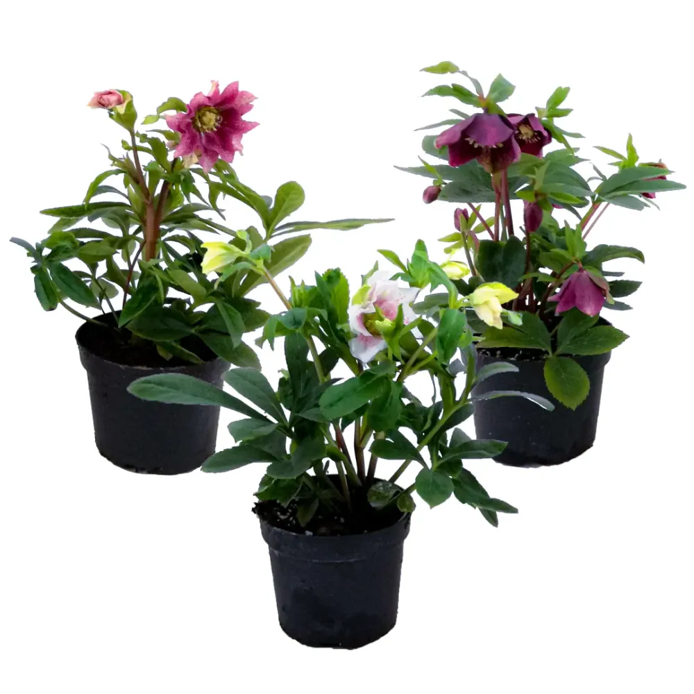Variedad Autóctona de Eléboro - 3 Pzs - Helleborus Orientalis - Altura 20-30cm - ⌀12cm