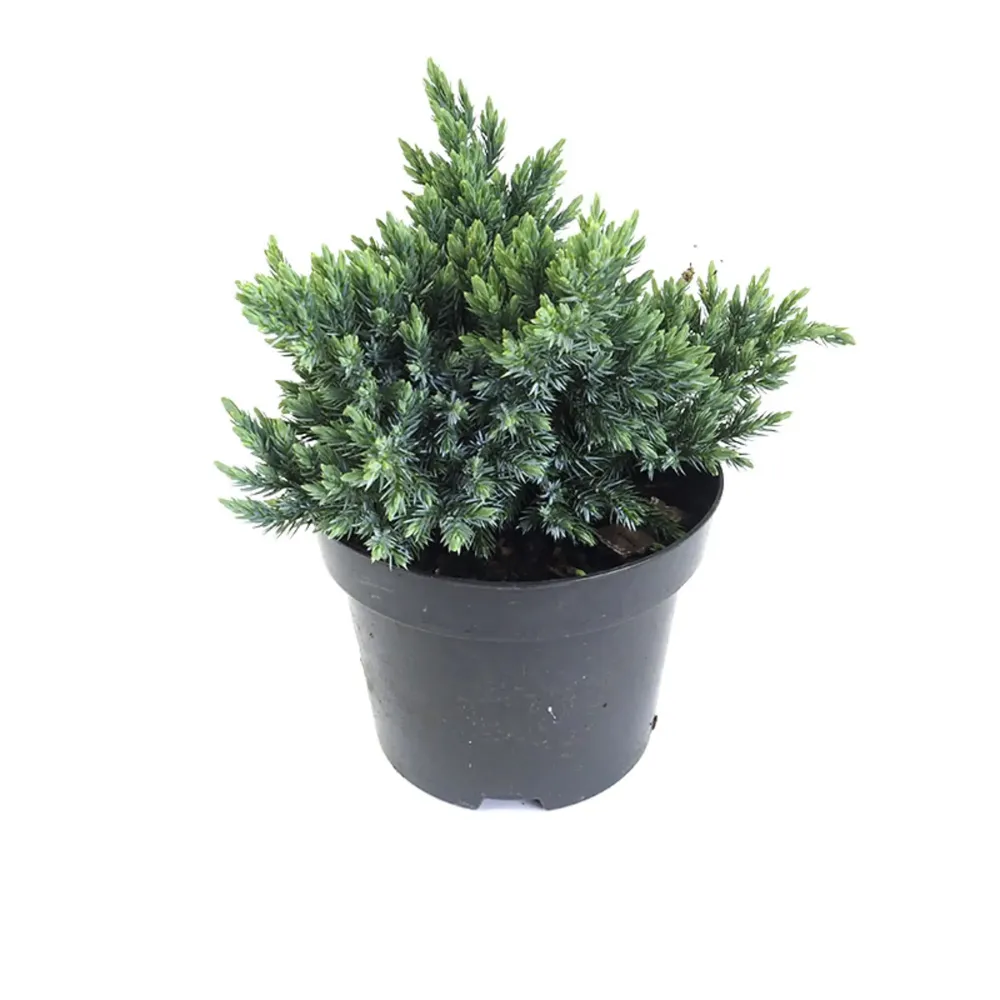 Variedad Autóctona de Enebro escamoso - Juniperus squamata 'Blue Star'