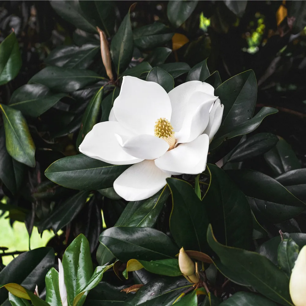 Variedad Autóctona de Magnolia grandiflora