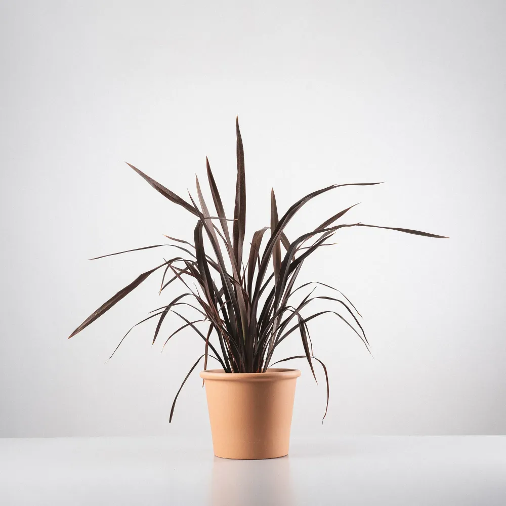Variedad de Jardín Phormium tenax 'Purpureum'