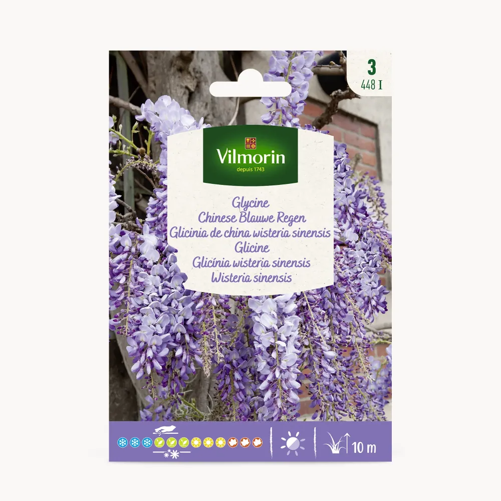 Bulbos de Floración Semilla wisteria sinensis (glicinia)