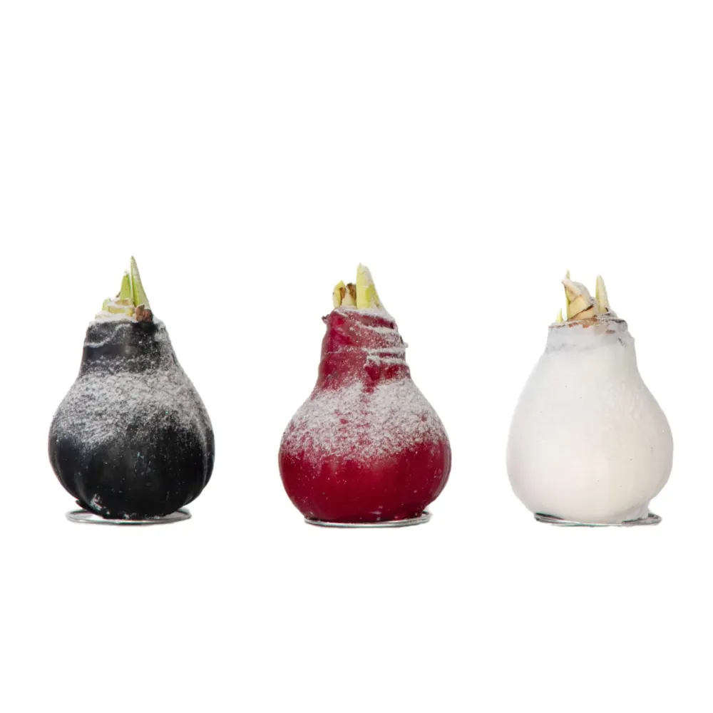 Esquejes de Amarilis - Hippeastrum 'wax Snow Mix' - Bulbo De Flor - Rojo