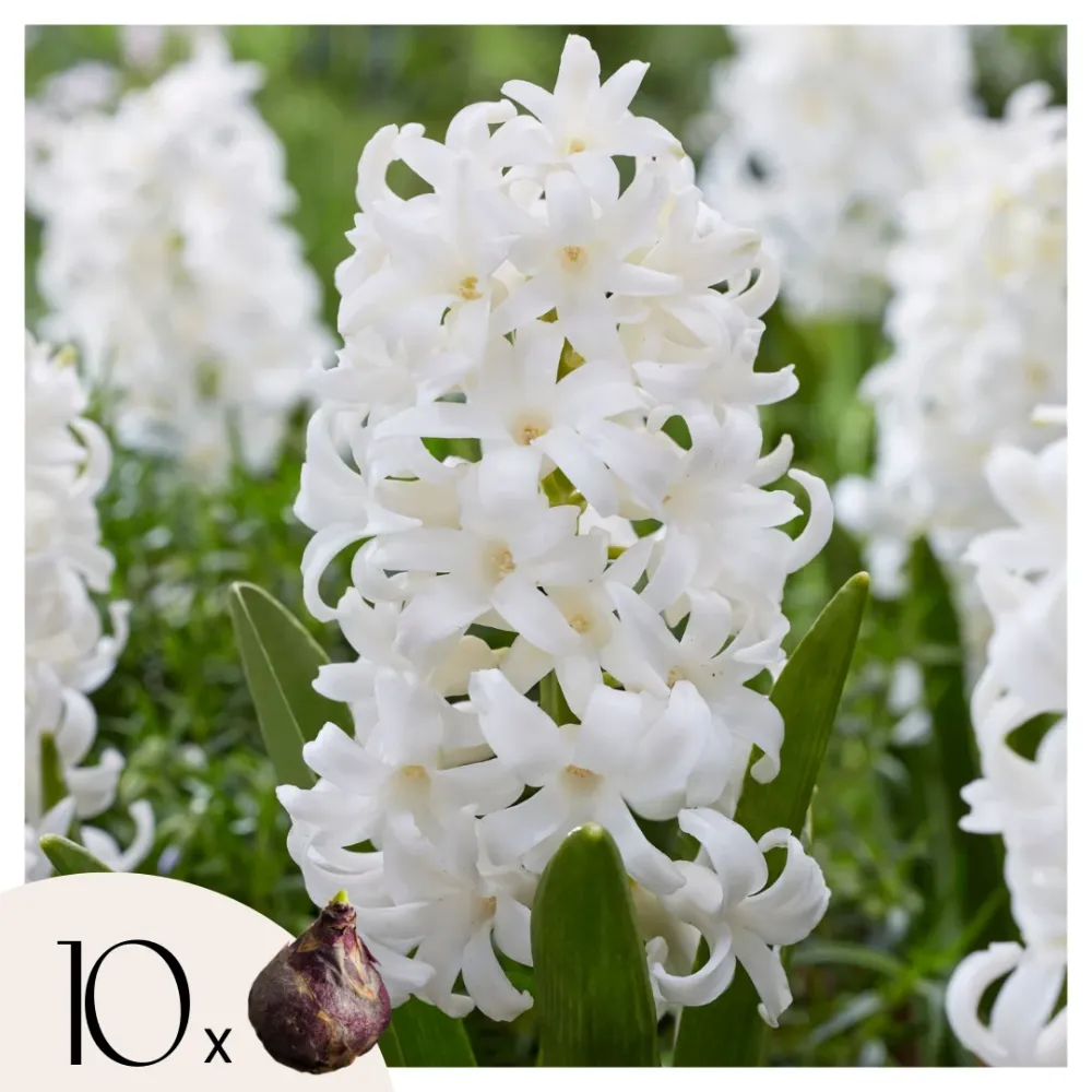 Jacinto - 10 Pzs - Hyacinthus 'carnegie' - Bulbos De Flores - Blanco de Crecimiento Rápido