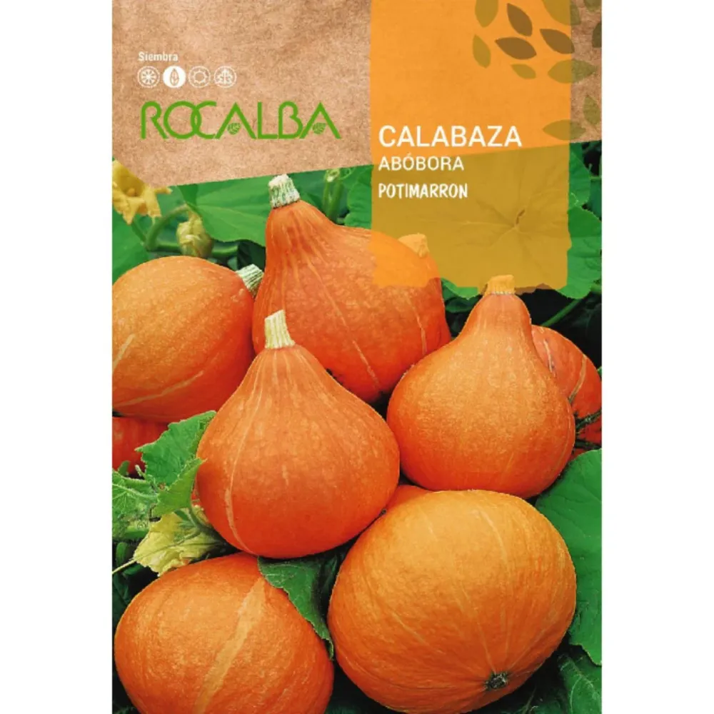 Plántula de Semillas de Calabaza potimarron