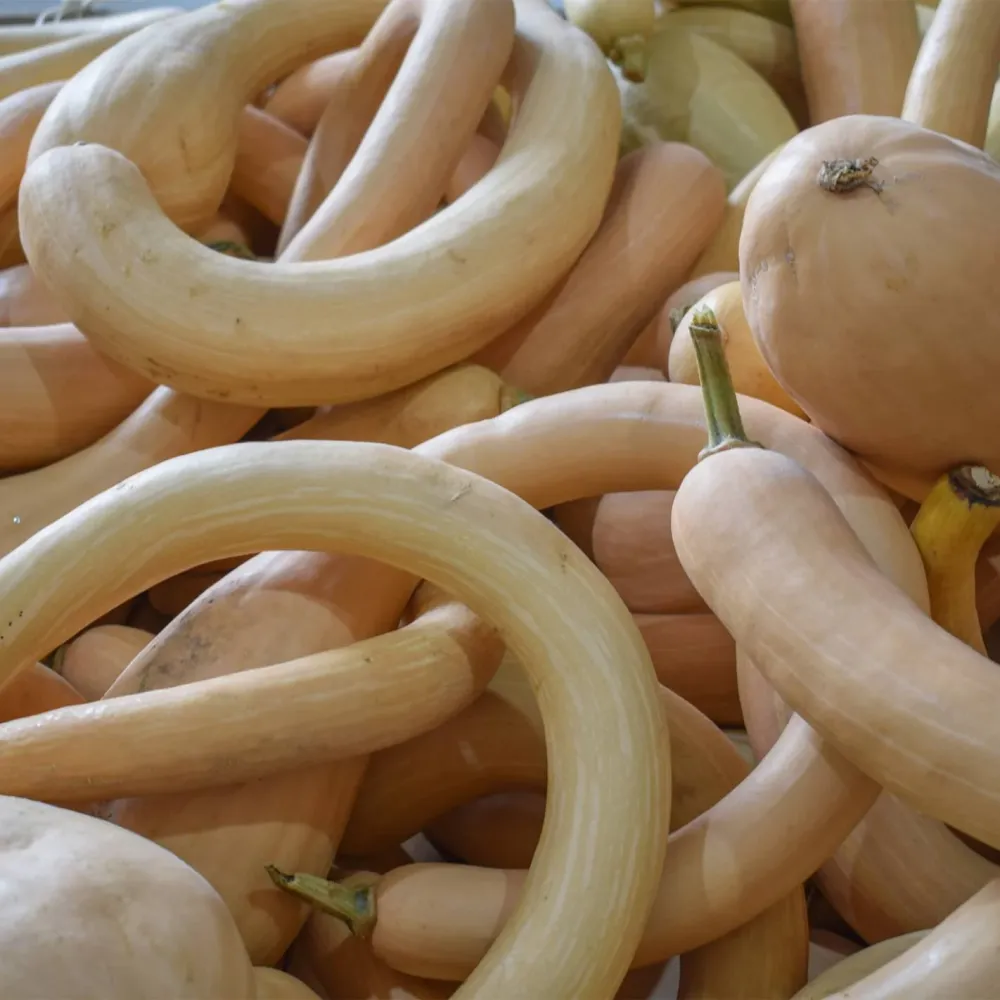 Plántula de Semillas De Calabaza Trombetta Di Albenga Ecológicas