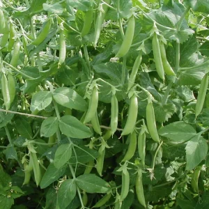 Semillas Guisante Kelvedon Wonder Ecológicas Variedad Heirloom