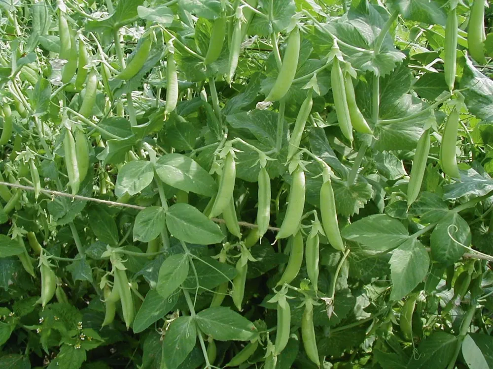 Semillas Guisante Kelvedon Wonder Ecológicas Variedad Heirloom