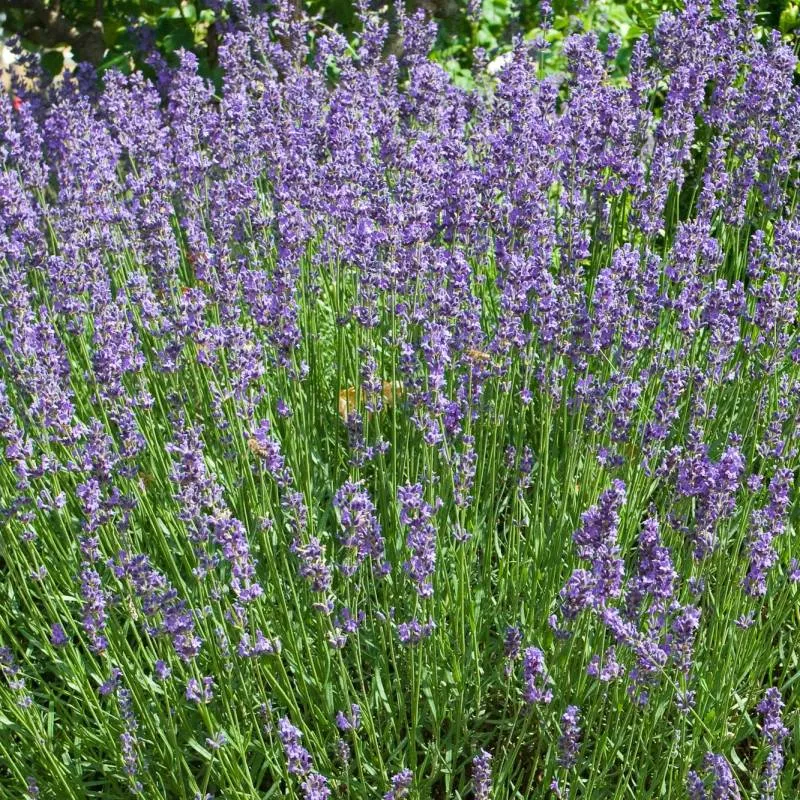 Semillas De Lavanda Ecológicas en Sobre de 50 Semillas