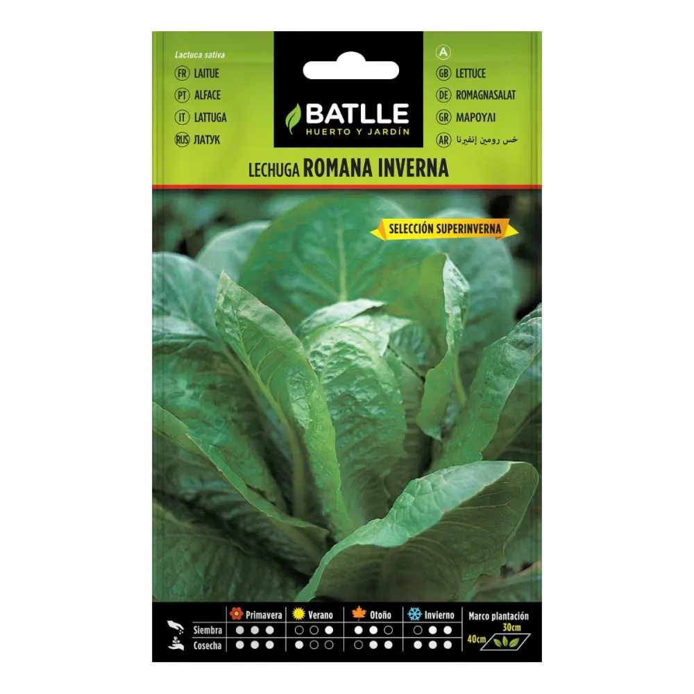 Semillas de Lechuga Inverna sel. Super Inverna Batlle con Garantí de Germinación