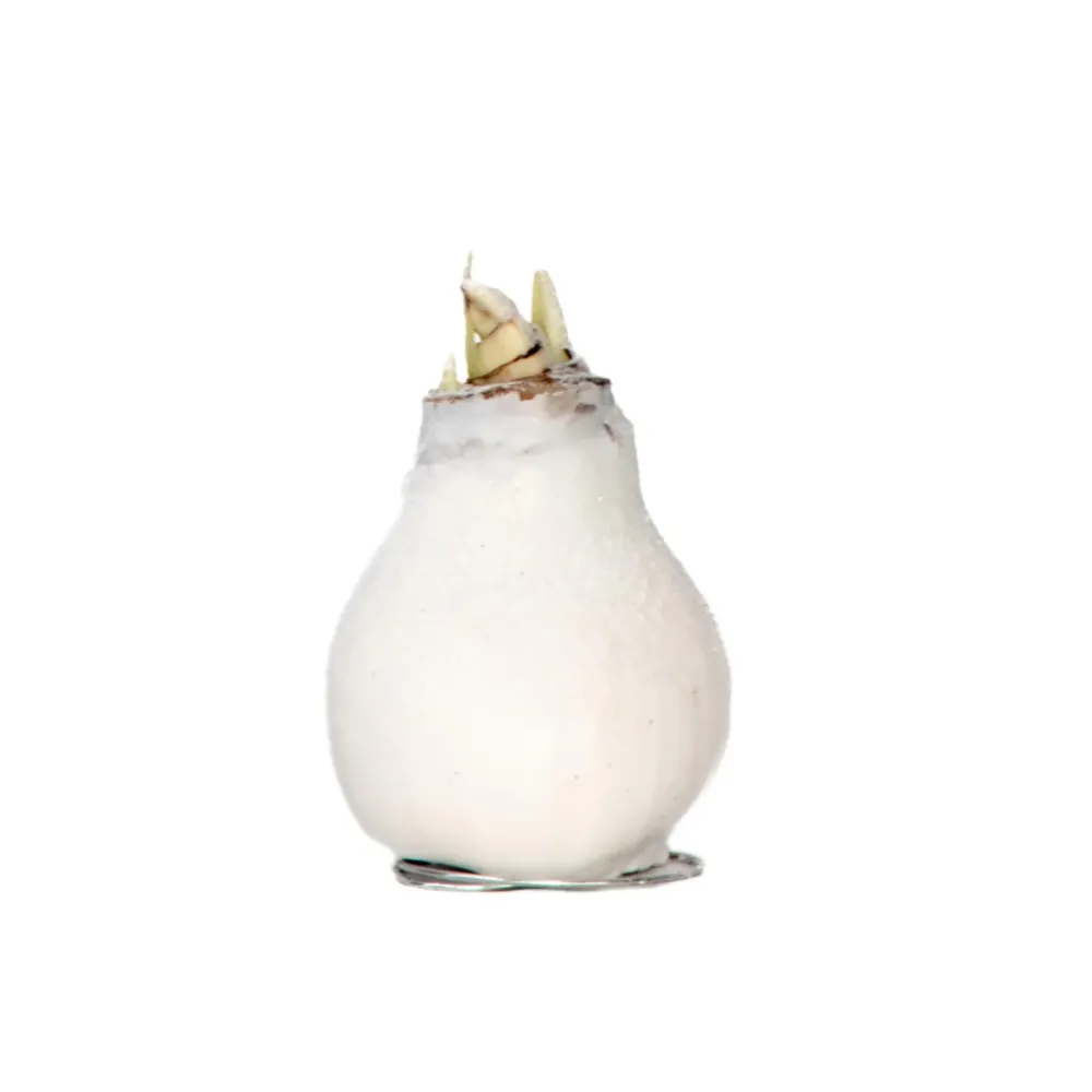 Set de Hierbas Amarilis - Hippeastrum 'wax Snow White' - Bulbo De Flor - Rojo