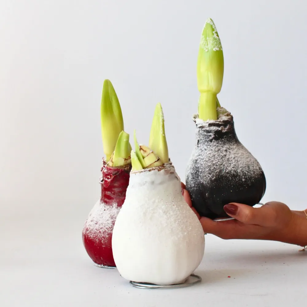 Set de Hierbas Amarilis - Hippeastrum 'wax Snow White' - Bulbo De Flor - Rojo