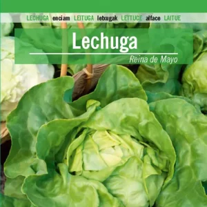 Sobre De Semillas De Lechuga Reina De Mayo | No Transgénicas |