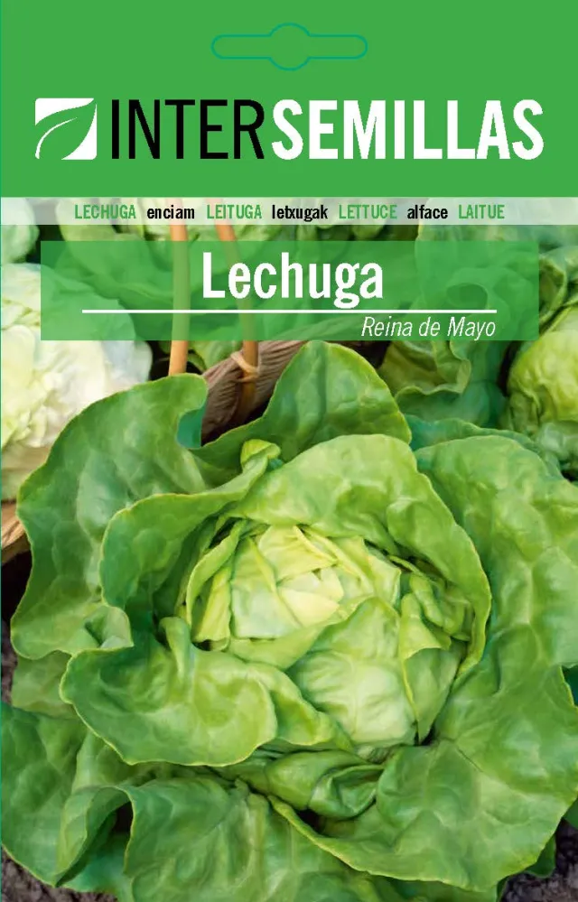 Sobre De Semillas De Lechuga Reina De Mayo | No Transgénicas |