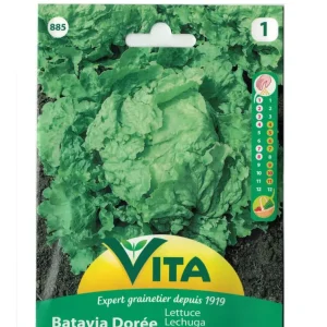 Variedad de Jardín Sobre de semillas 3 g de LECHUGA BATAVIA DORADA DE PRIMAVERA