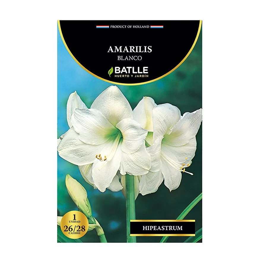 Bulbo Amarilis blanco 5 uds Variedad Heirloom