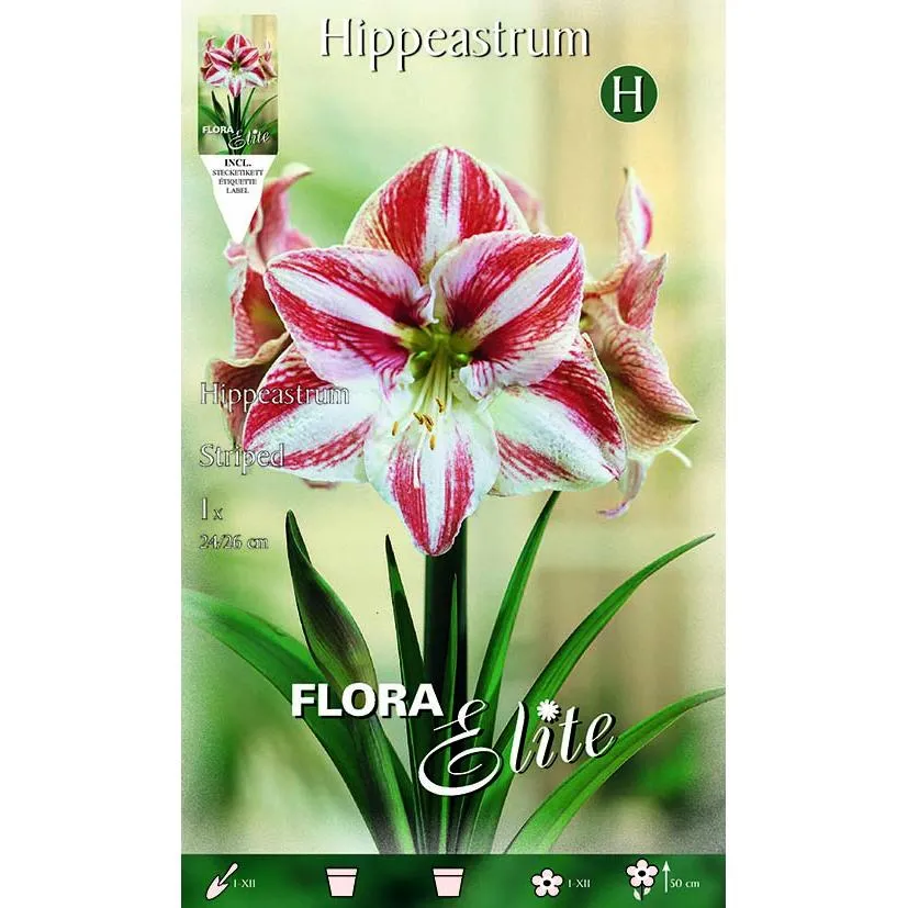 Bulbo Amarilis estriado rojo blanco 1 ud Resistentes Sequí