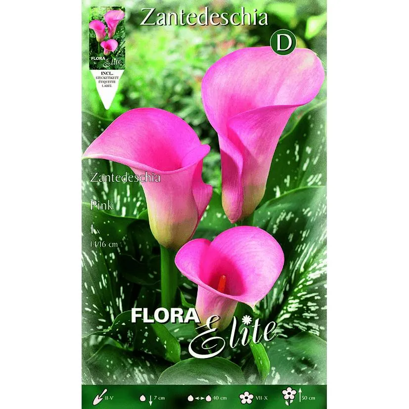 Bulbo Calla rosa 1 ud con Instrucciones de Cultivo
