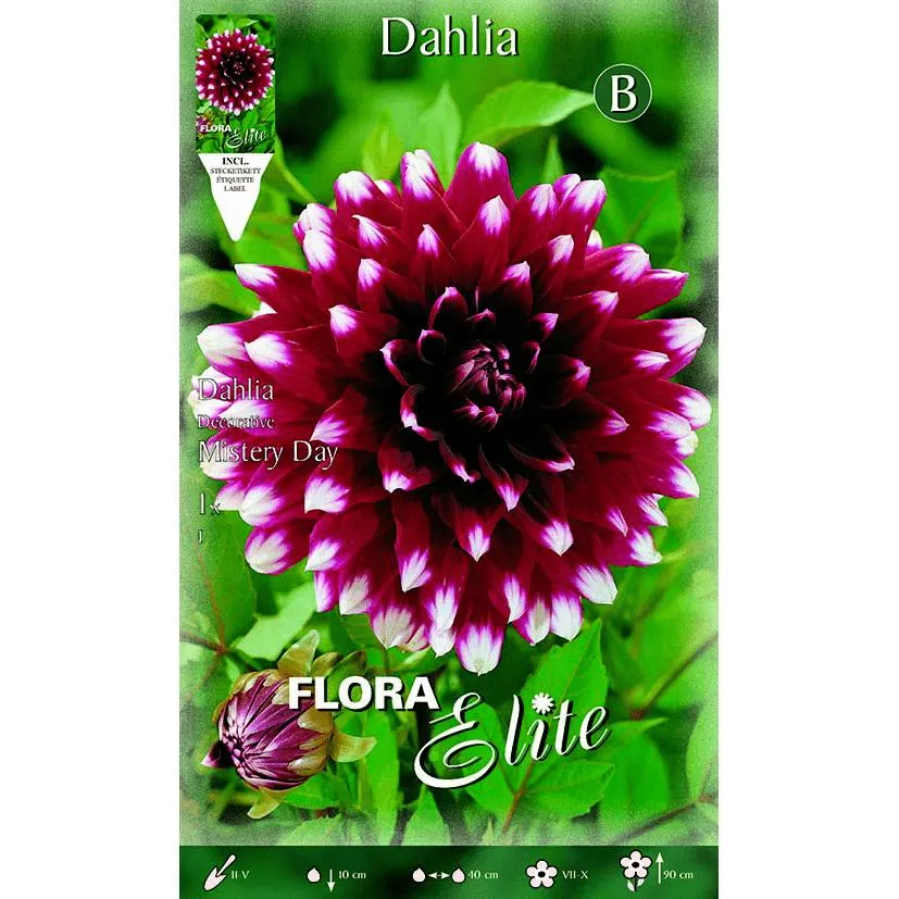 Bulbo Dalia decorativa granate punta blanca 1 ud en Sobre de 50 Semillas