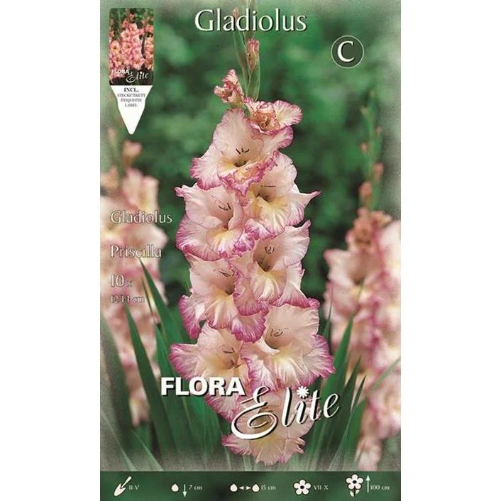 Bulbo Gladiolo blanco estriado rosa 10 ud de Crecimiento Rápido