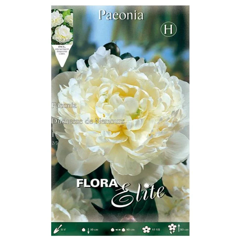 Bulbo Peonia blanca Duchesse de Nemours 1 ud Resistentes Sequí
